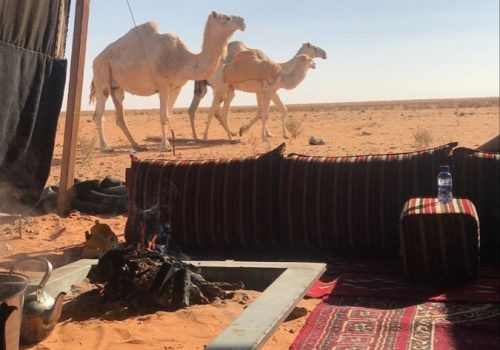 Traditions Bédouines & Camélidés​